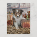 Search for small dog breed postcards Baby