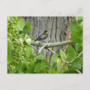 Search for warbler postcards Photography