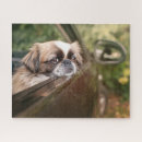 Search for pekingese puzzles Dog
