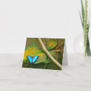 Search for blue morpho butterfly cards Nature
