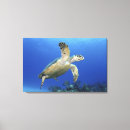 Search for hawksbill art Reptile