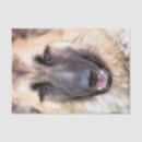 Search for german shepherd tissue paper Gsd