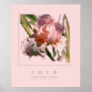 Search for irie posters Irises