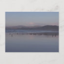Search for soft postcards Photography