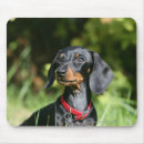 Search for bob hair electronics Puppy