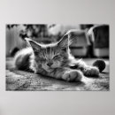 Search for maine coon posters Sleeping