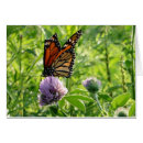 Search for fly photography Monarch