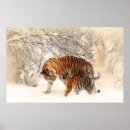 Search for tigers For her