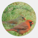 Search for northern cardinal stickers Birding