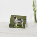 Search for australian shepherds cards Dog