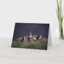 Search for puffin cards Wildlife
