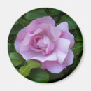 Search for pale magnets Rose