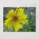 Search for coreopsis Bloom