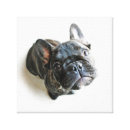 Search for animals canvas prints dog