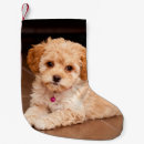 Search for maltese christmas stockings Animal
