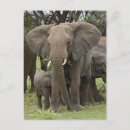 Search for africana postcards Adam jones