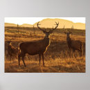 Search for stags art Wild