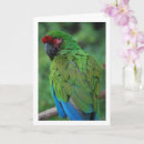 Search for red parrot cards Animal