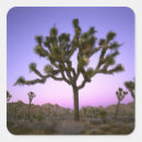 Search for joshua tree national park stickers Sunset