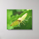 Search for moth canvas prints Animals