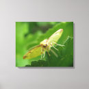 Search for moth canvas prints Animals
