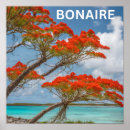 Search for poinciana posters Tree