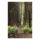Search for sempervirens Public land