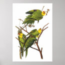 Search for parakeet posters Parrot