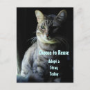 Search for shelter postcards Pet