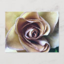 Search for watercolour roses postcards Garden