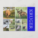 Search for kruger postcards Elephant