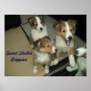 Search for shelties posters Pets
