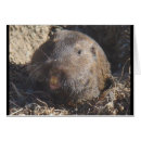 Search for gopher Animal