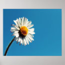 Search for brights posters Wildflower