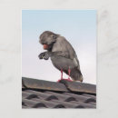 Search for funny seagull postcards Cute