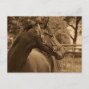 Search for thoroughbred cards invites Equestrian