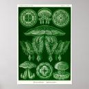 Search for cnidaria posters Scyphozoa