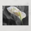 Search for selection postcards Selective colour