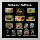 Search for dingo art Wildlife