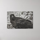 Search for raven art Animal