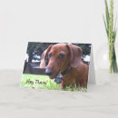 Search for wirehaired cards Puppy