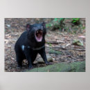 Search for tasmanian devil posters Wildlife