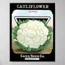 Search for cauliflower art Gardening