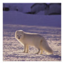 Search for snow white posters Arctic fox