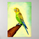 Search for budgie posters Bird
