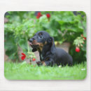 Search for a dog nose electronics Flowers