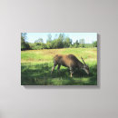Search for antelopes canvas prints Wild