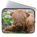 Search for cattle cases Calf