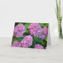 Search for hydrangea flowers cards Plant