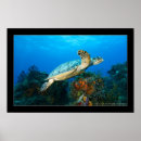 Search for scuba diving posters Cozumel